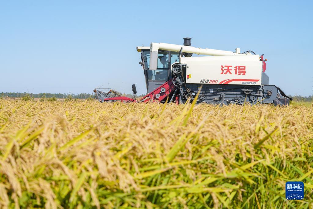 白菜视频网